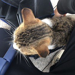 蹲在别人的车子上的猫猫，太乖了还让我摸摸